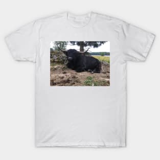 Scottish Highland Cattle Calf 2084 T-Shirt